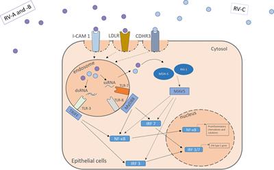 Mechanism of <mark class="highlighted">Rhinovirus</mark> Immunity and Asthma
